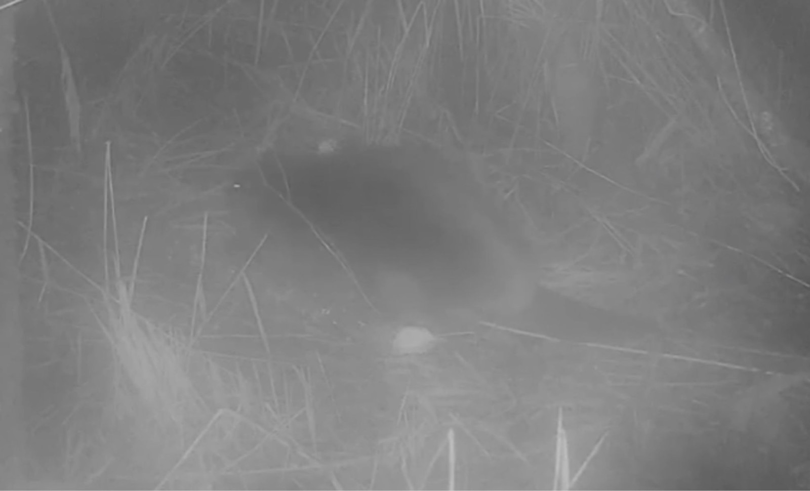 Wild Beaver Spotted in England After 500 Years, Origins Unknown 