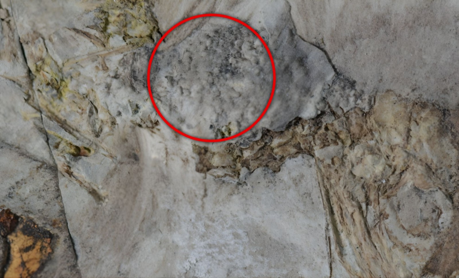 Ancient Bird Fossil Found with Over 800 Stones in Its Throat: Unraveling the Mystery 