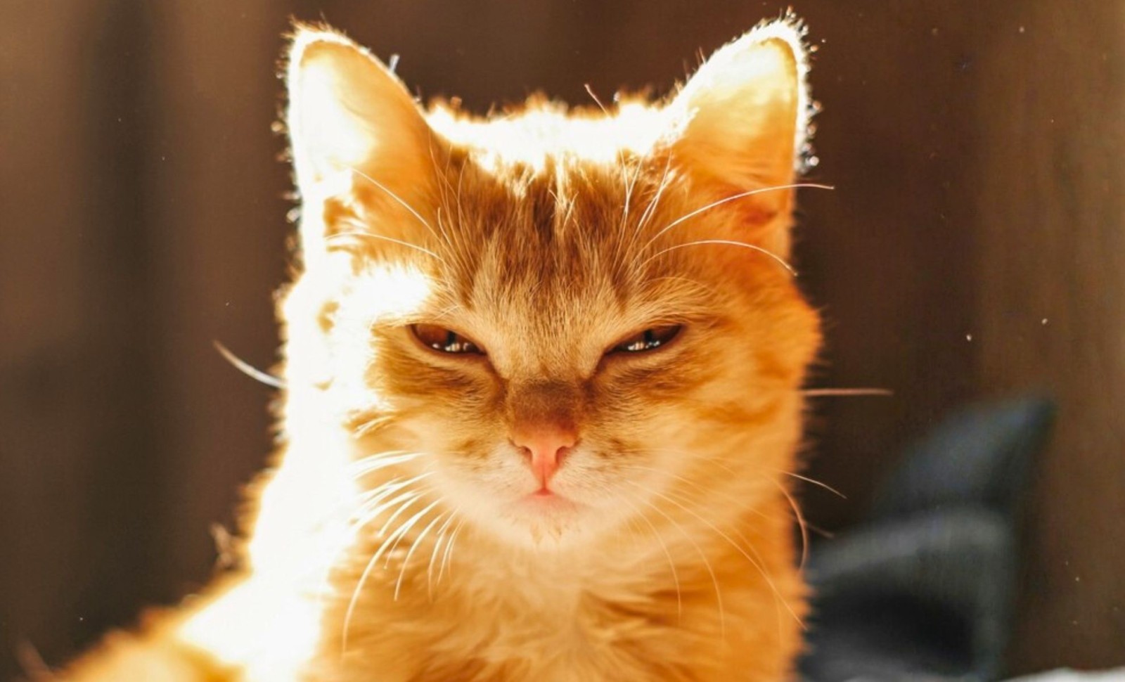 New Study Highlights Potential Link Between Childhood Cat Ownership and Increased Schizophrenia Risk 