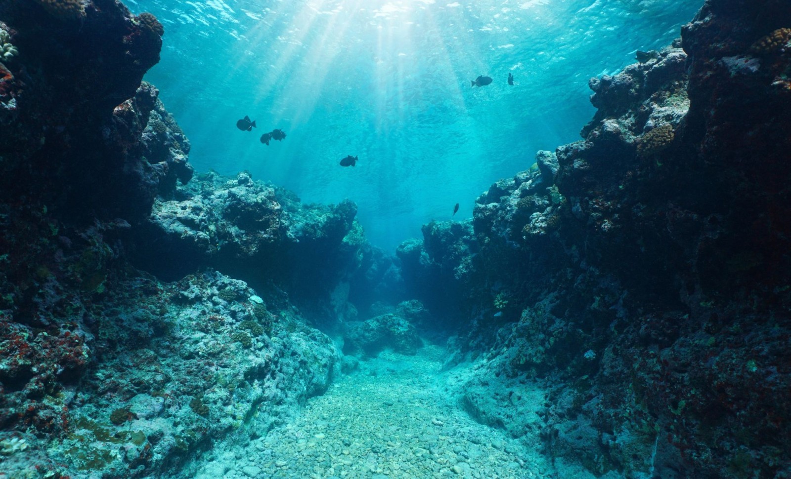 Deep Ocean Discoveries Reveal Alien-Like Life Forms Thriving Without Sunlight 