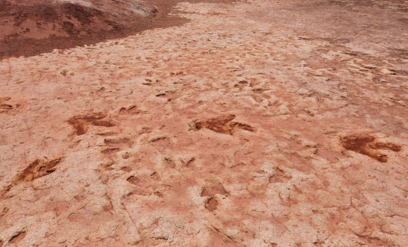 Record-Breaking Discovery of Nearly 18,000 Dinosaur Footprints in Bolivia 