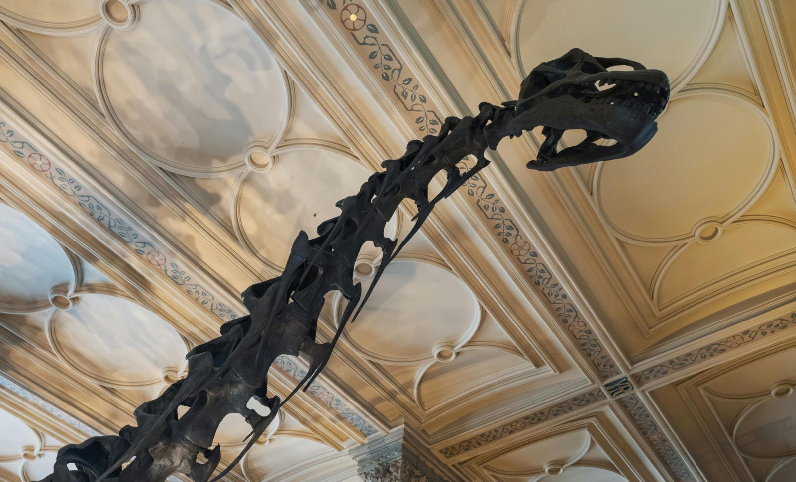 Century-Old Dinosaur Fossil in Storage Reveals New Species Discovery 