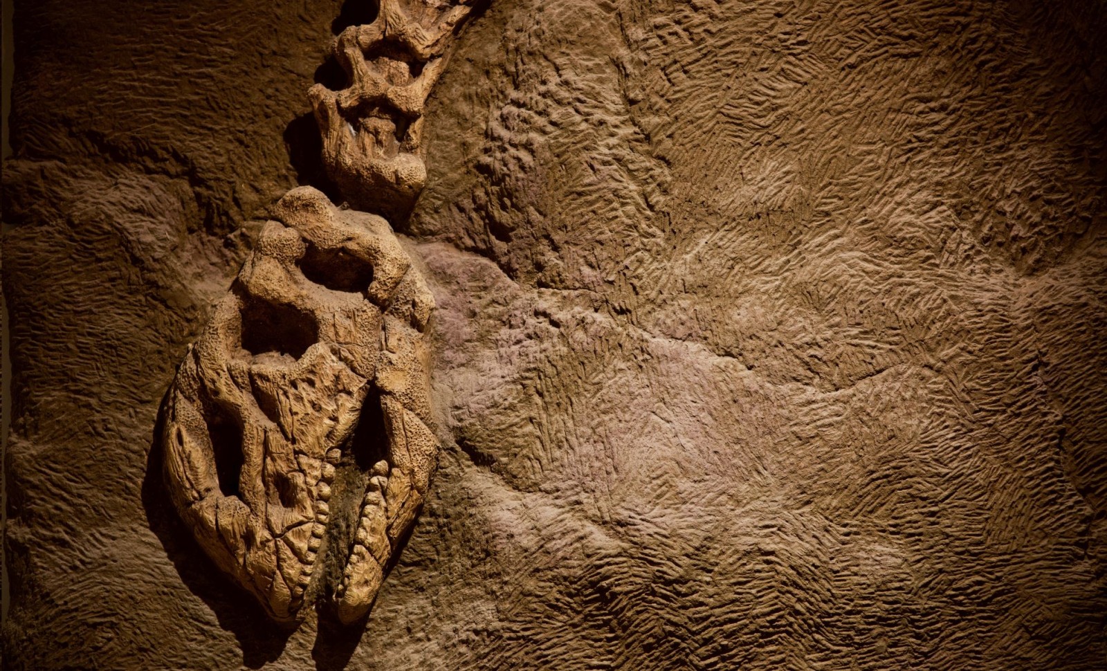 Dinosaur Fossil Reveals Unexpected Voice Box and Diet Insights 