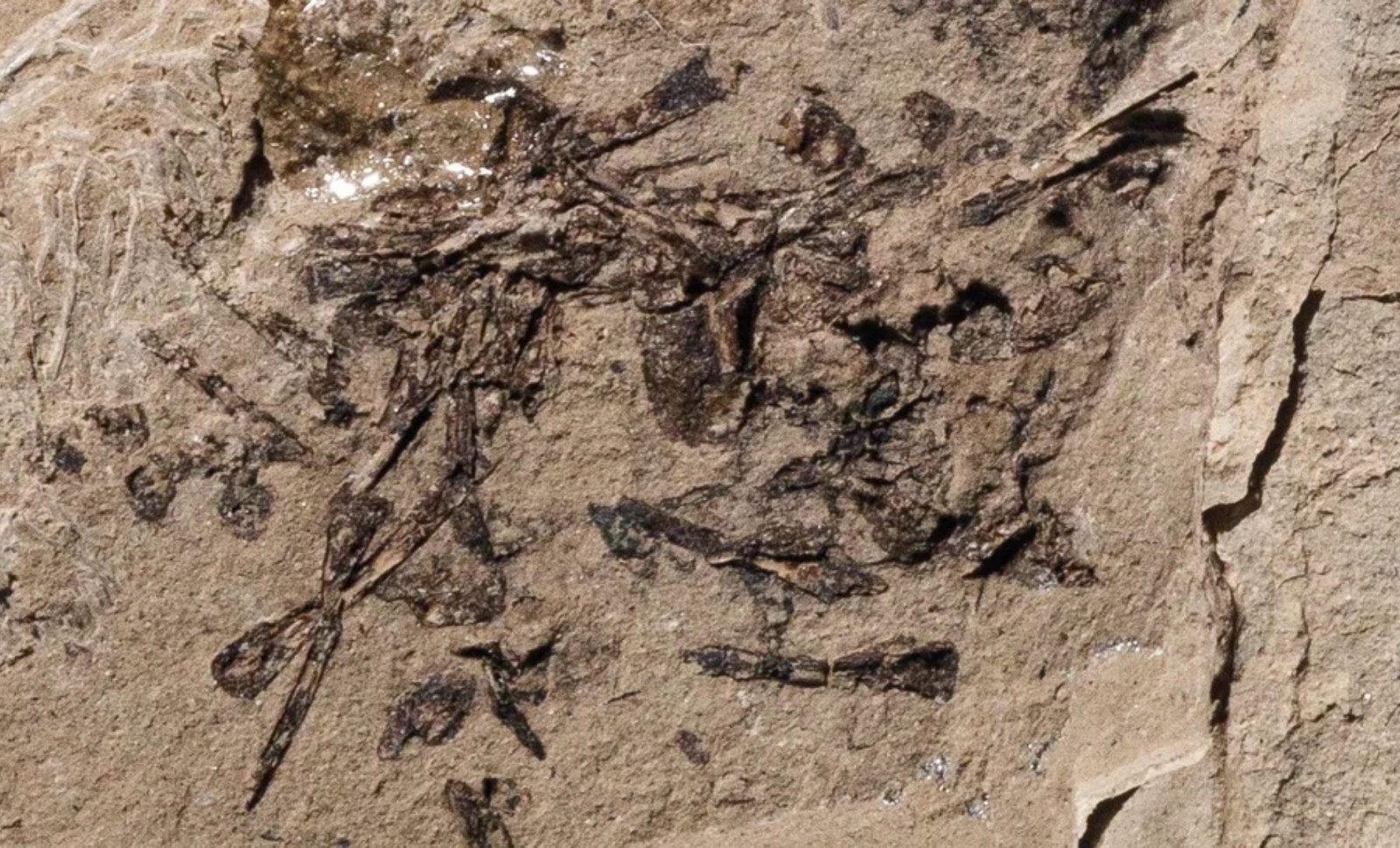 Rare 50-Million-Year-Old Fossilized Regurgitation Sheds Light on Ancient Ecosystems 