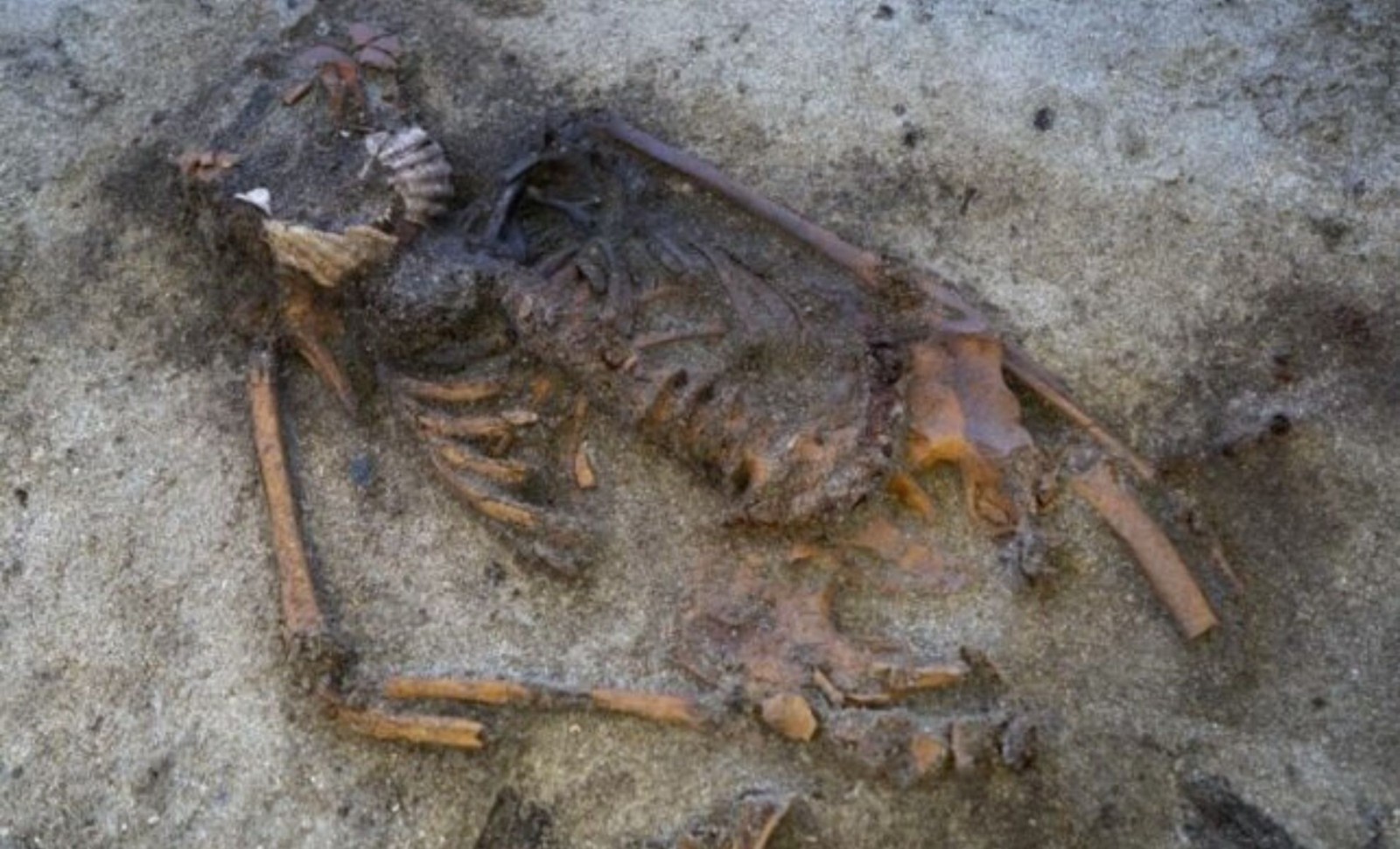 Unique Viking Burial in Norway Reveals Mysterious Scallop Shell Placement 