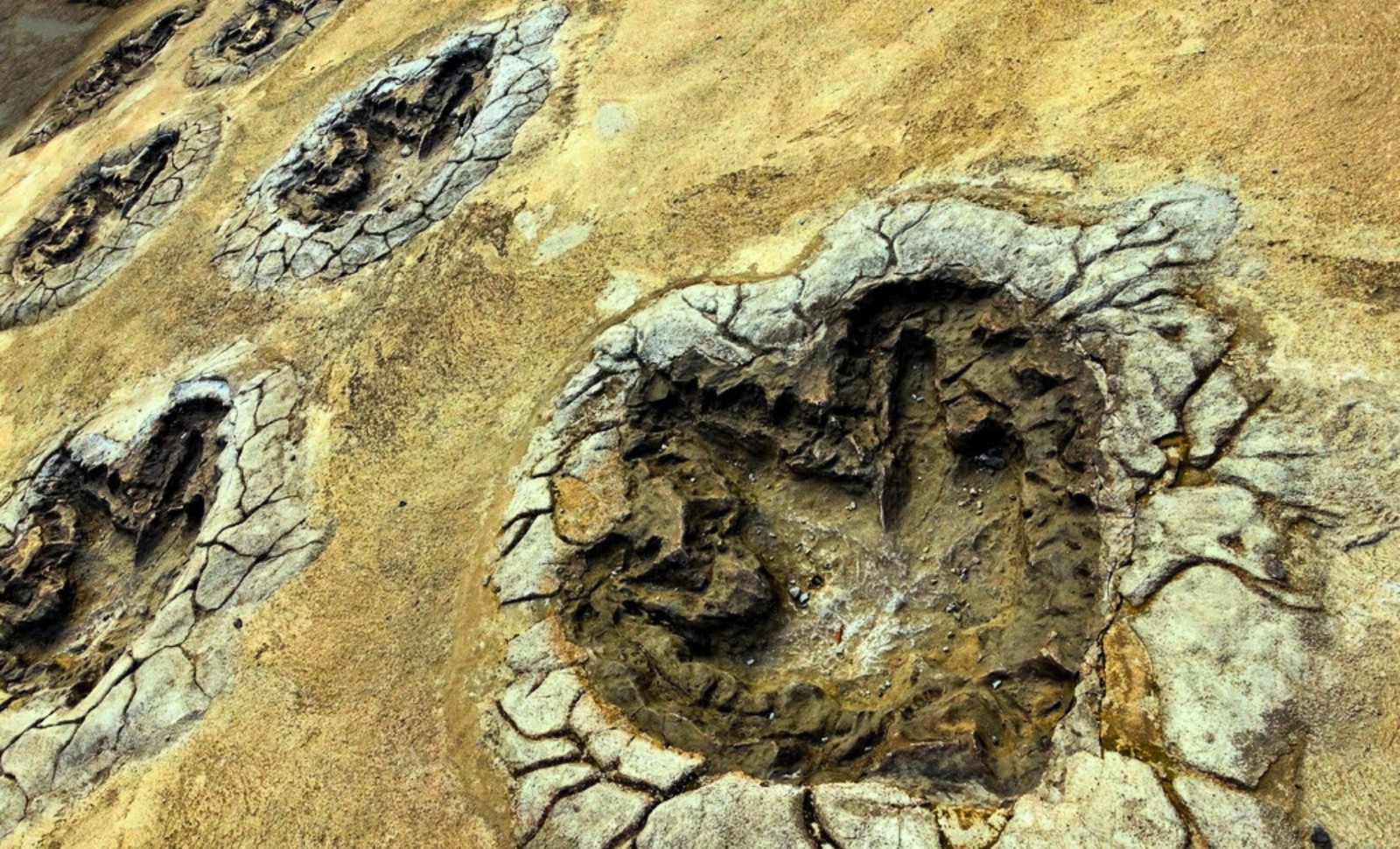 Newly Discovered Dinosaur Footprint Site in Bolivia Reveals 70-Million-Year-Old Behavior 