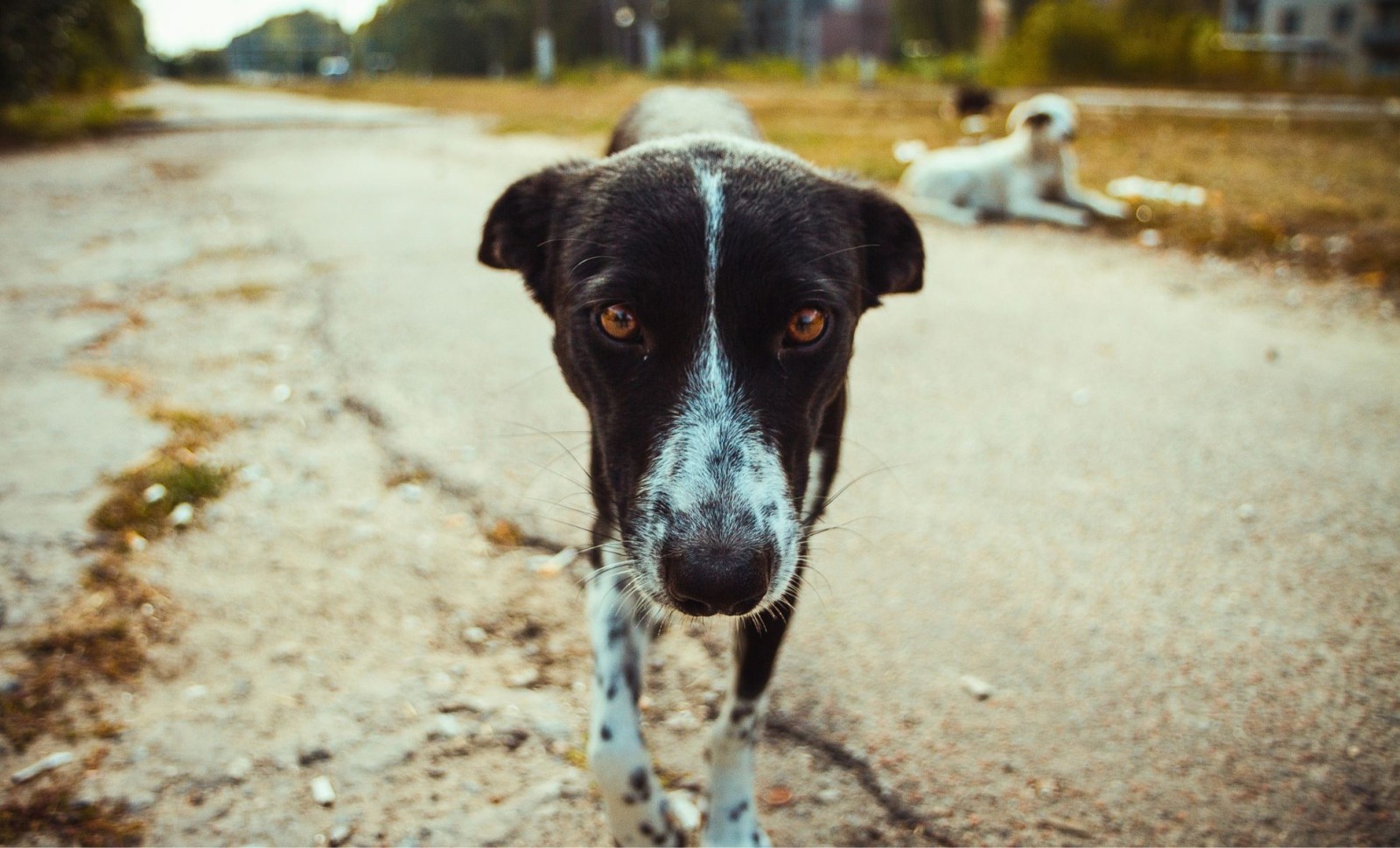 How Chernobyl’s Free-Roaming Dogs Are Adapting Rapidly to Radiation Exposure 