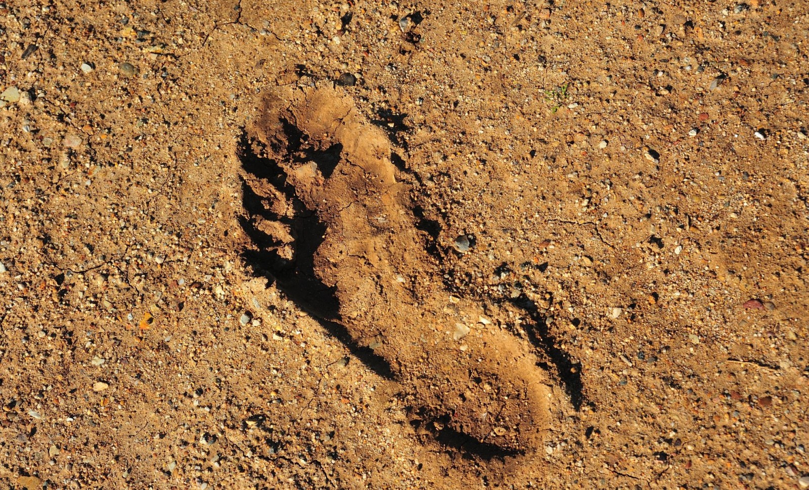 Oldest Human Footprint in the Americas Unearthed in Chilean Wetlands 