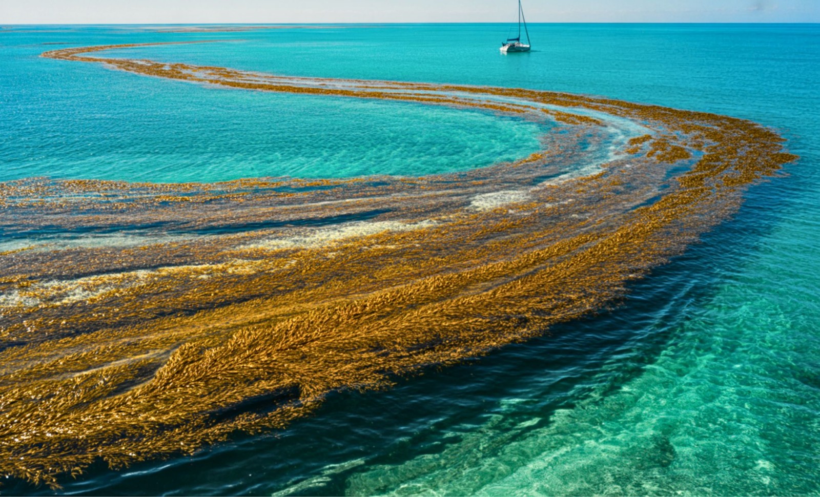 The Endless Growth of the Atlantic's Expansive Seaweed Belt: A Rising Oceanic Challenge 