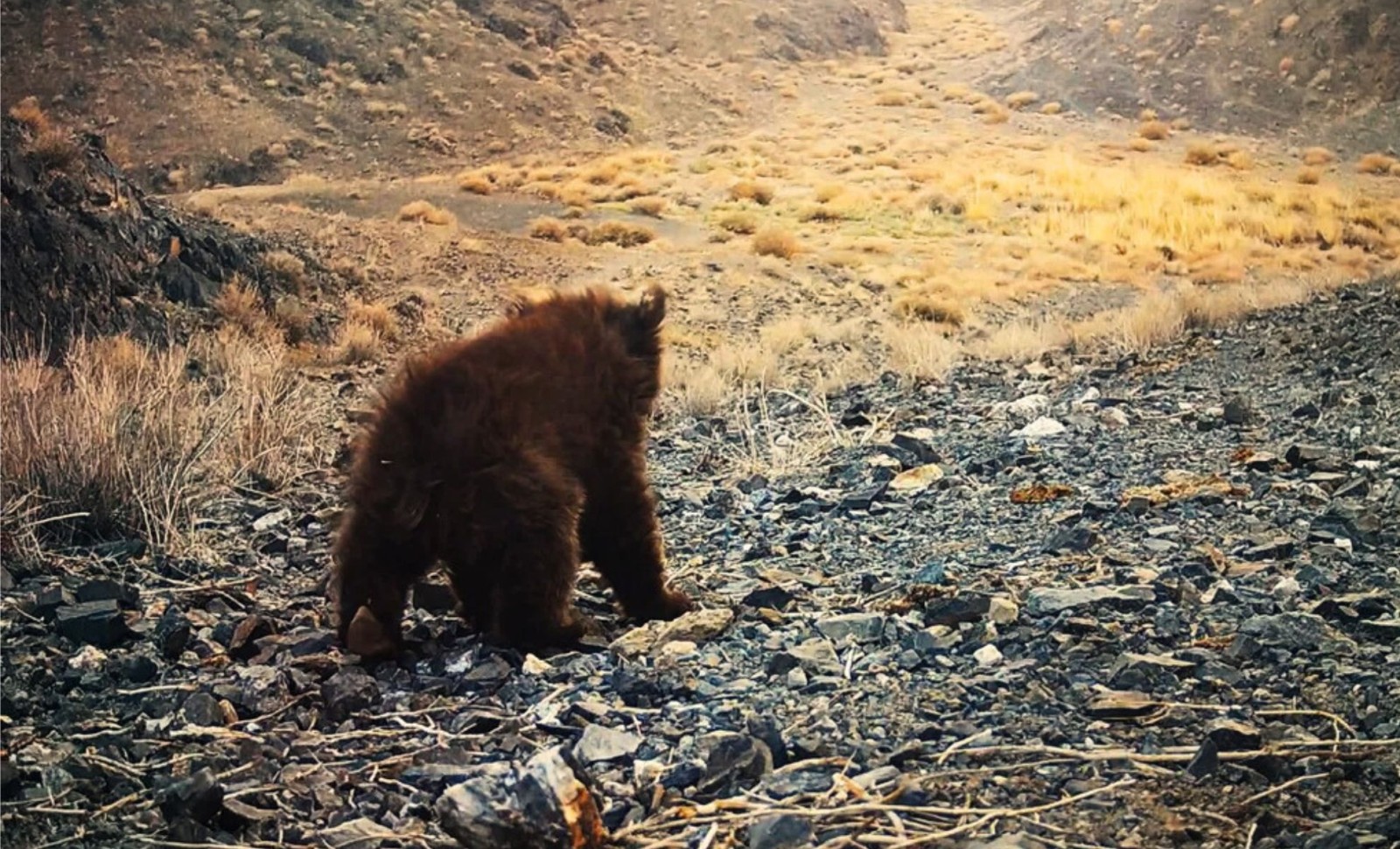 Rare Gobi Bear and Cub Captured on Camera in Mongolia’s Harsh Desert 