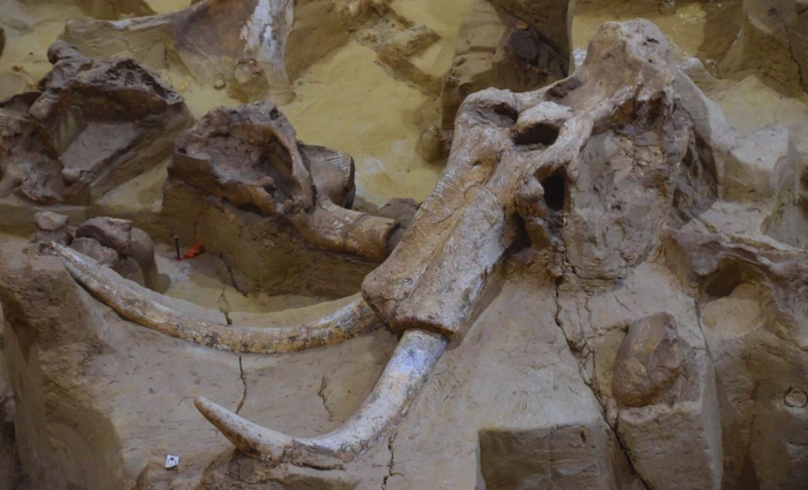 DNA Testing Reveals Whale Bones Mistaken for Youngest Woolly Mammoth Fossils 