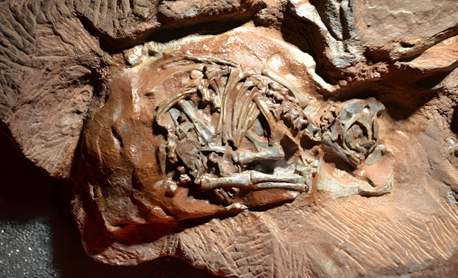 Breakthrough Imaging Uncovers Secrets Within 200-Million-Year-Old Dinosaur Embryos 