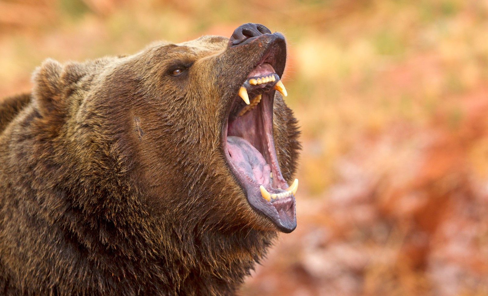 Unveiling Siberia’s Exceptionally Preserved Ancient Brown Bear 