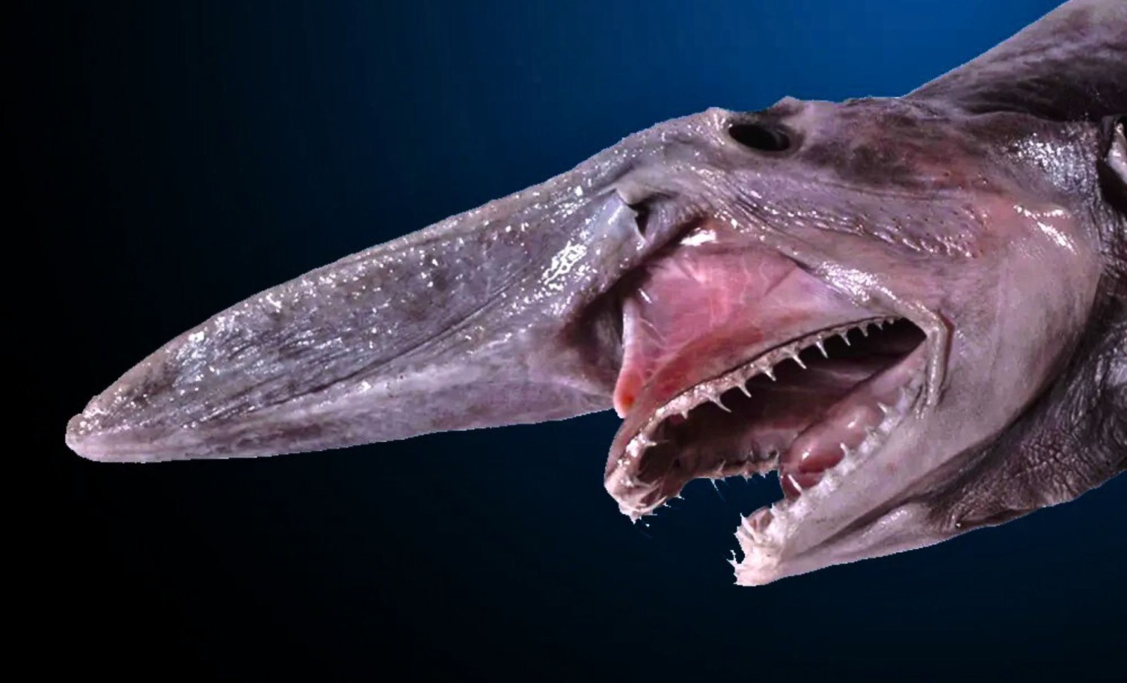 Discovering the Goblin Shark: Ocean's Deep-Sea Predator with a Record-Breaking Jaw Strike 