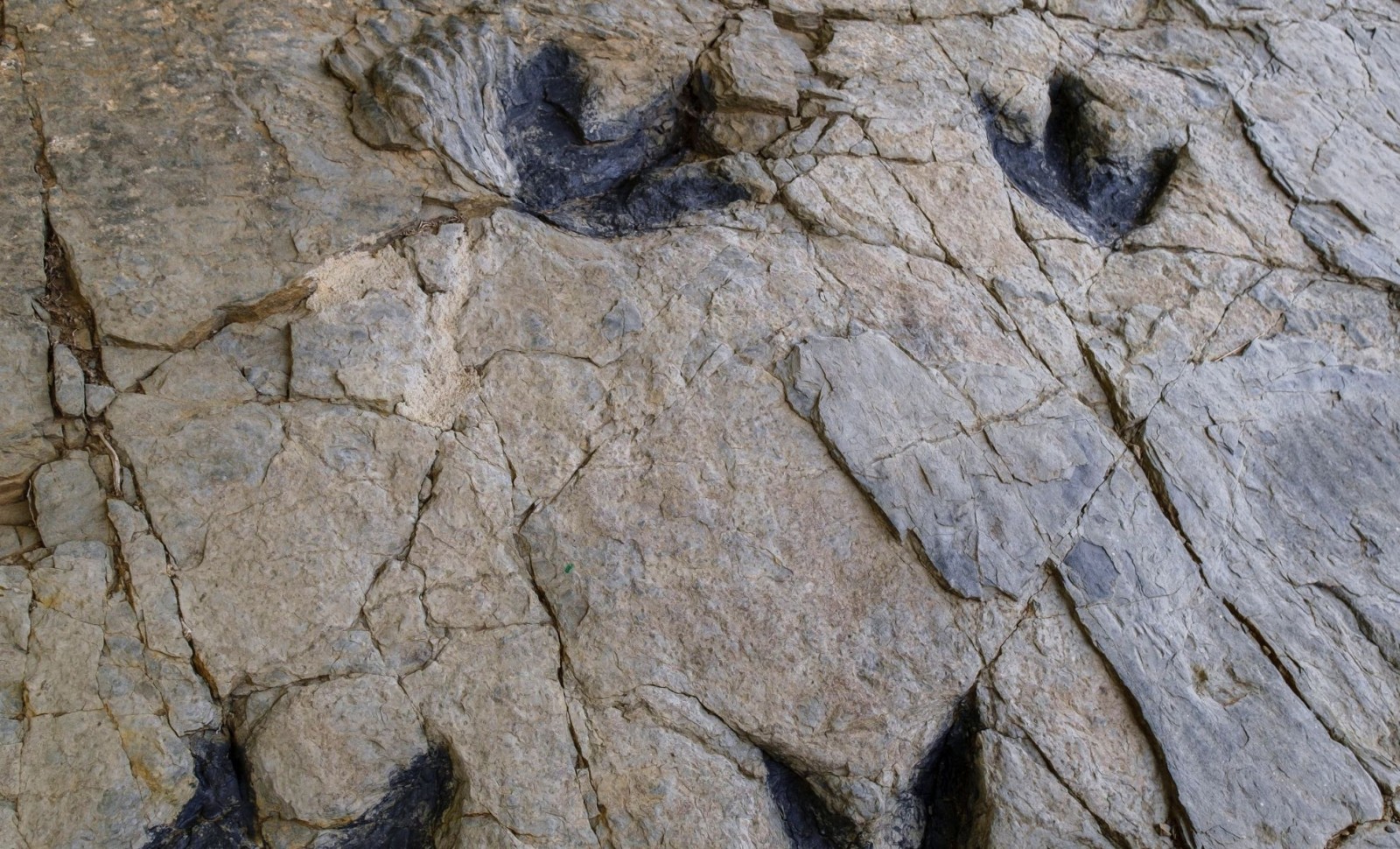 Giant 16-Foot Raptor Tracks Discovered in China Reveal New Dinosaur Species 