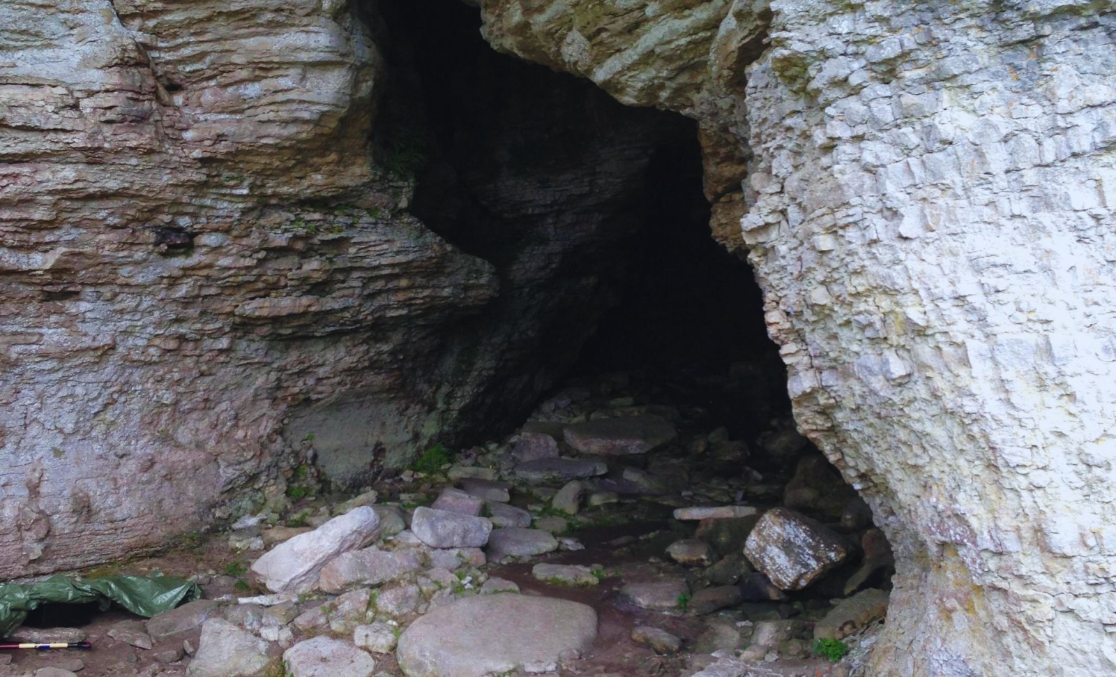 Ancient Wolf Bones Unearthed on Remote Island Challenge Dog Domestication Theories 