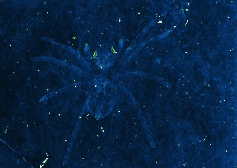 a217da772fa730bd79d3f90c8d65f11f.png