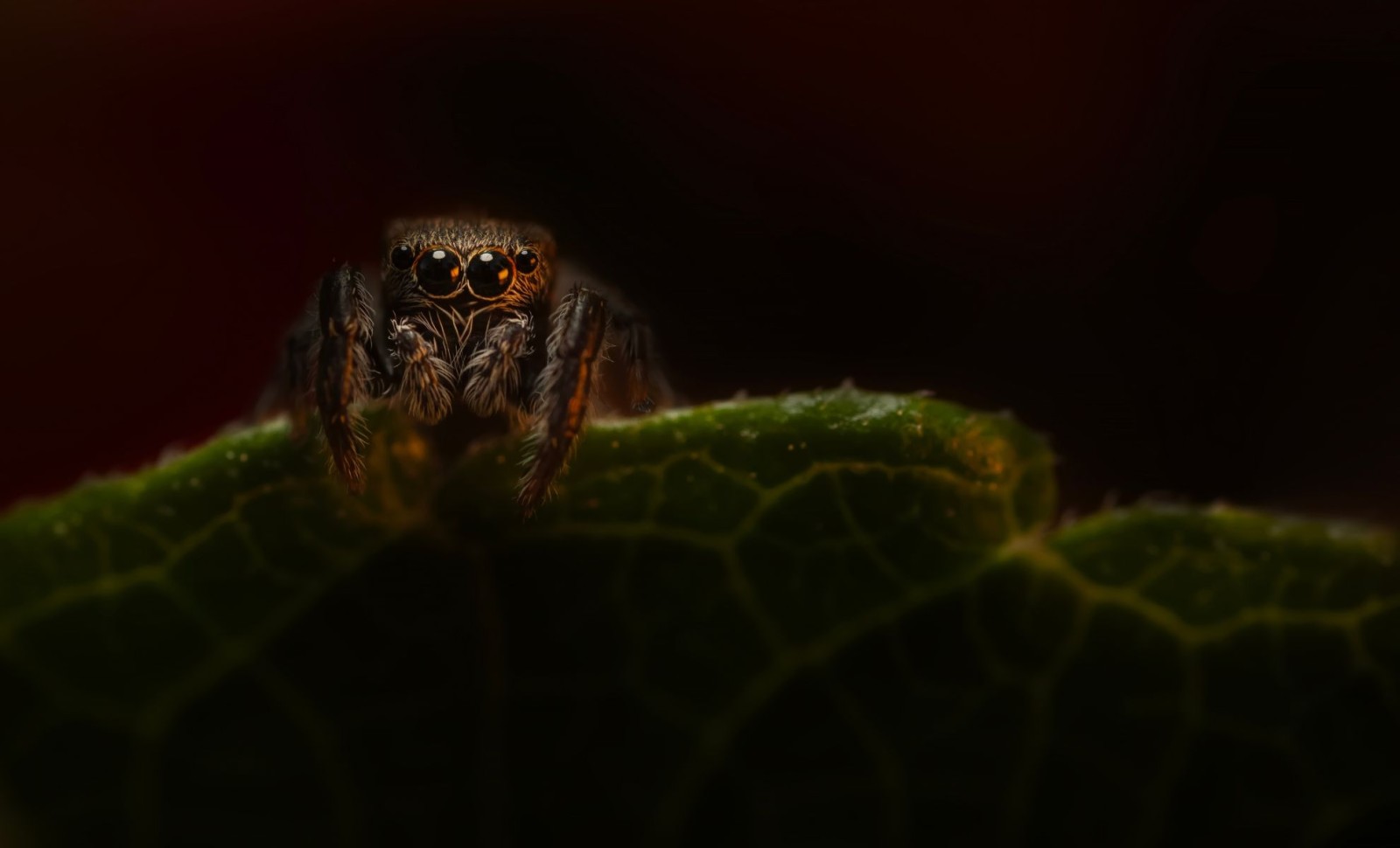 Researchers Identify 10 Ancient Spider Species, Including One with Reflective Eyes, Dating Back 110 Million Years 