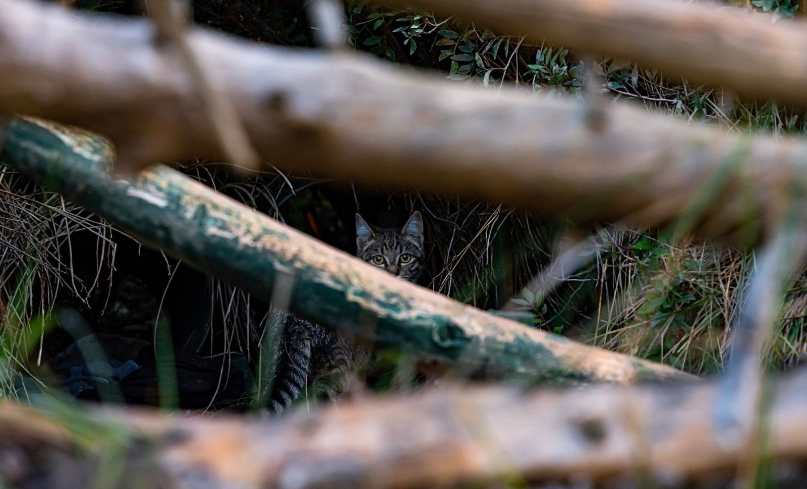 Rare Flat-Headed Cat Rediscovered After Nearly Three Decades in Thailand 