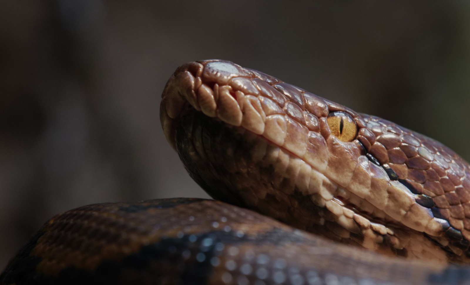 Researchers Discover Massive Ancient Snake Rivaling Titanoboa in Size 