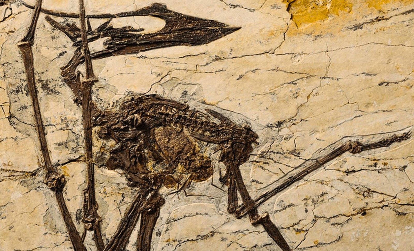 Ancient Flying Reptile Fossil Reveals Plant-Based Diet from Stomach Contents 