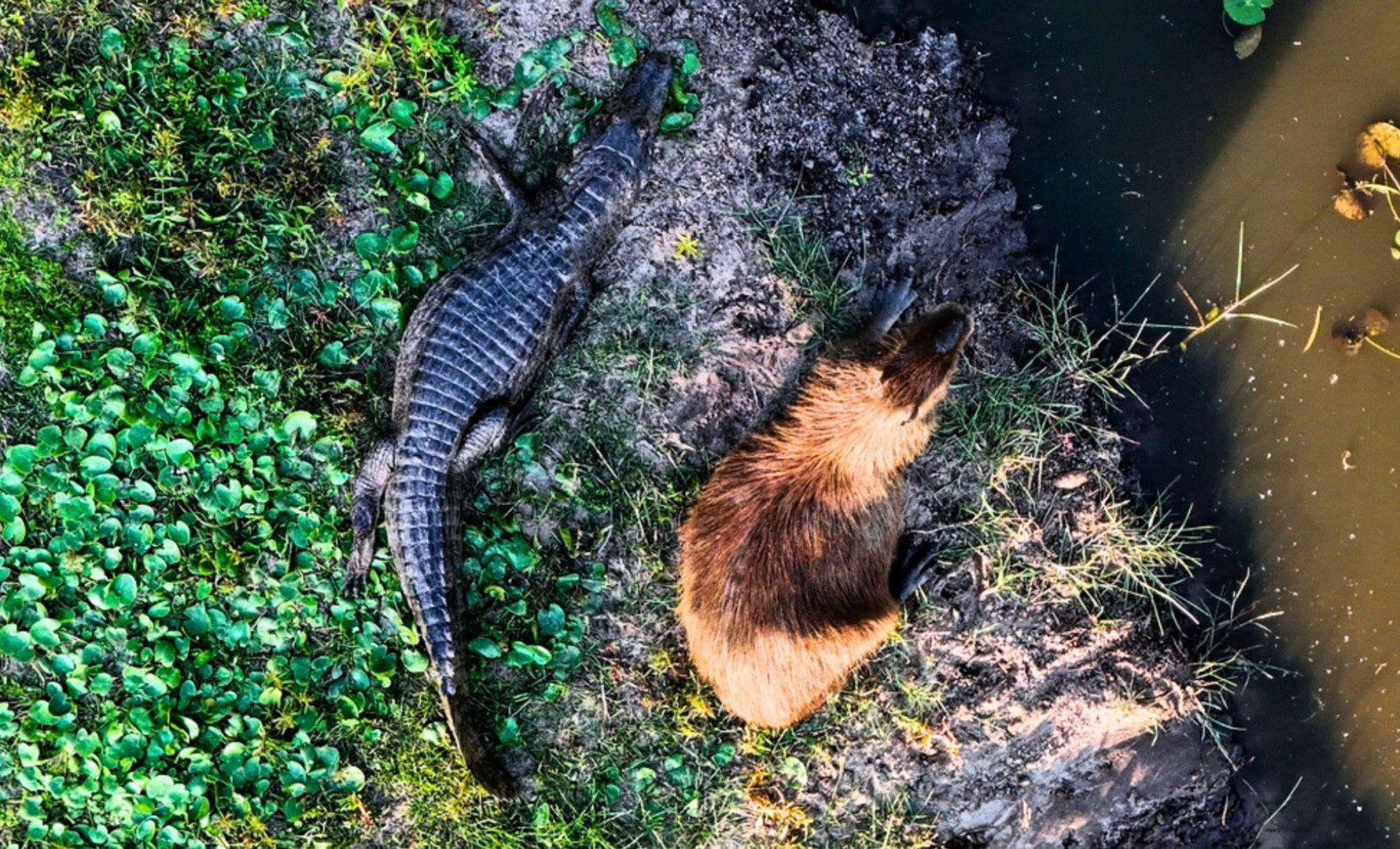 The Surprising Relationship Between Capybaras and Crocodilians Explained 