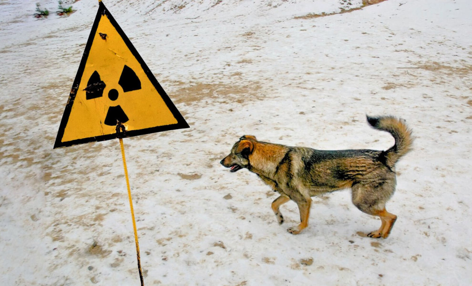 Chernobyl’s Canine Population Exhibits Rapid Genetic Shifts After Decades in Radiation Zone 