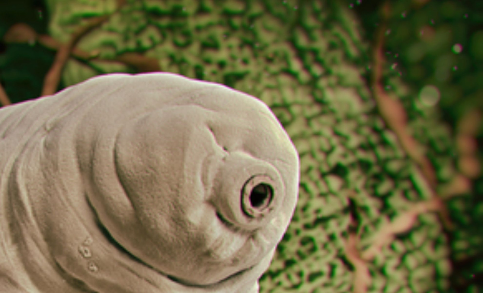 Researchers Reveal the Grinning Face of a 500-Million-Year-Old Sea Creature 