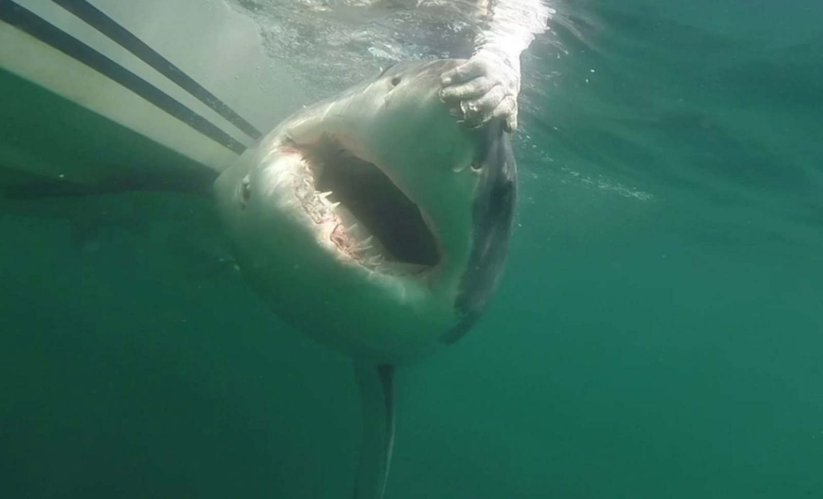 Unusual Sighting: A 12-Foot Great White Shark Ventures into Pulley Ridge Waters 