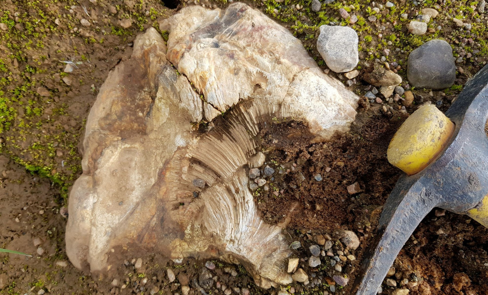 Young Explorer Uncovers 69-Million-Year-Old Dinosaur Remains in Alberta 