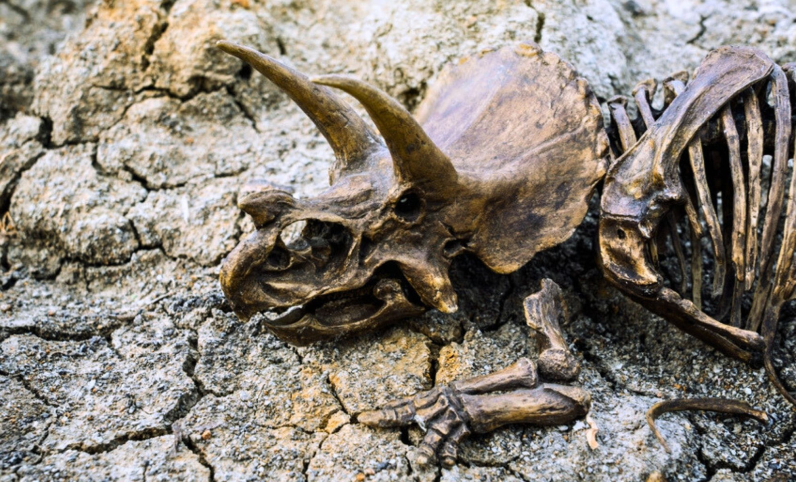Unveiling Prehistoric Secrets: Dinosaur Fossils Discovered in Transylvania’s Hațeg Basin 