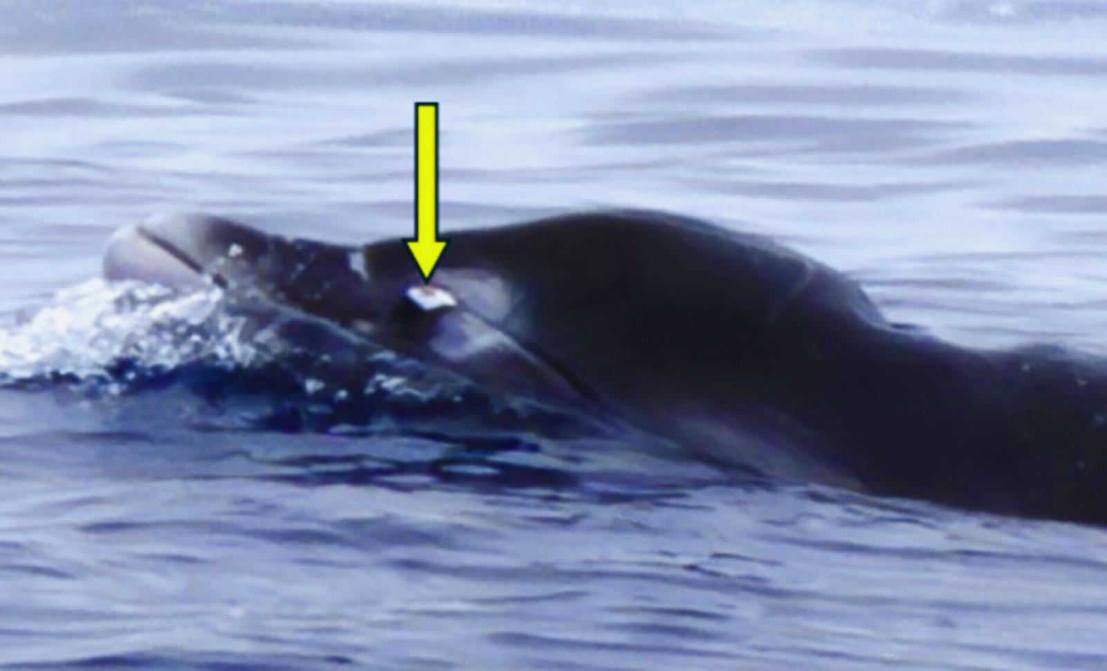 Researchers Capture First Live Images of the Elusive Ginkgo-Toothed Beaked Whale 