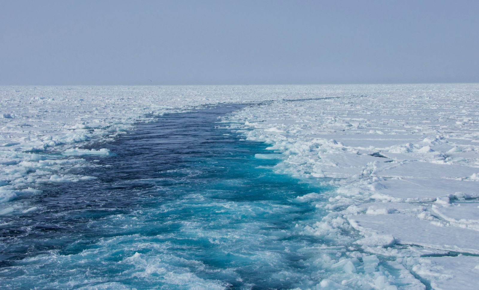 Remarkable Deep-Sea Ecosystem Discovered Nearly 2.5 Miles Below Arctic Ocean Surface 