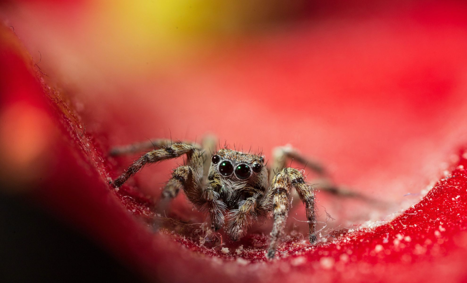 Unique Canary Islands Spider Slashes Its Genome Size by Half, Challenging Evolutionary Expectations 