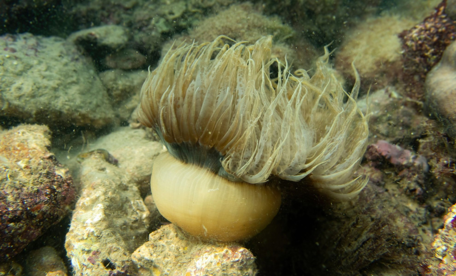 New Research Reveals Jellyfish Sleep Patterns Mirror Those of Complex Animals 