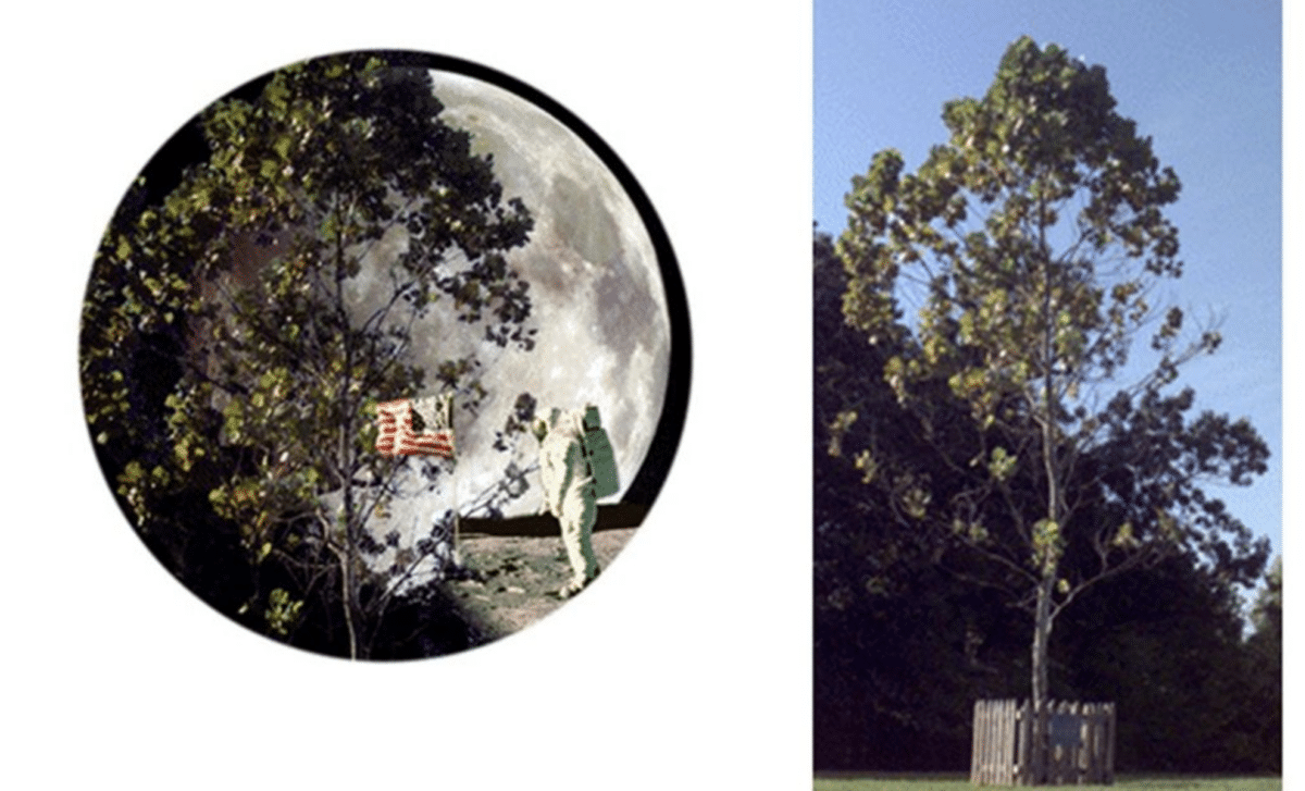 The Journey and Legacy of Apollo 14’s Space-Traveled Moon Trees 