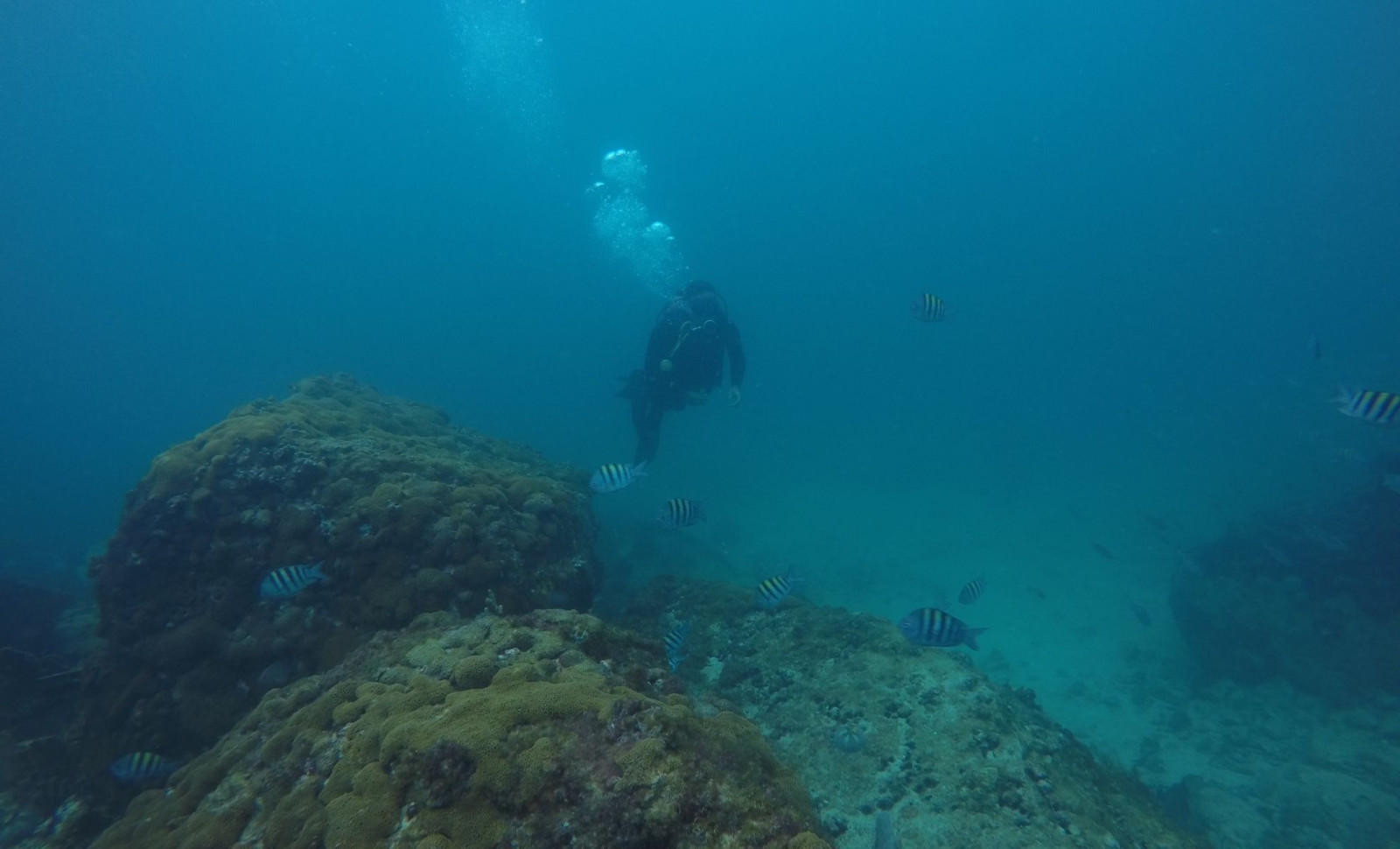 Researchers Uncover Enormous Ancient Black Coral in Fiordland's Depths 