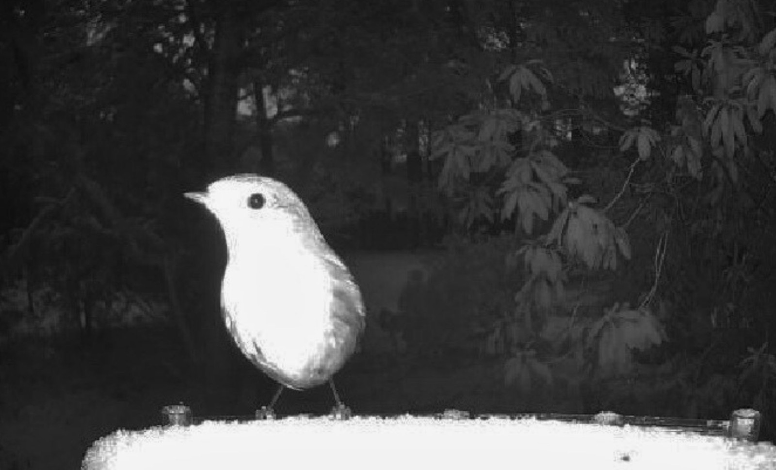 Smart Bird Feeder Camera Mistakes a Human Presence, Sparking Online Alarm 