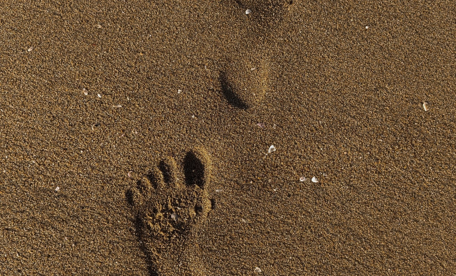 Ancient Human Footprints Unearthed on Moroccan Shoreline Date Back 90,000 Years 