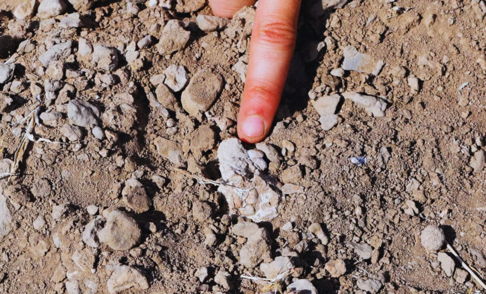 Fossil Footprint Discovery Challenges Lucy's Role in Human Evolution 