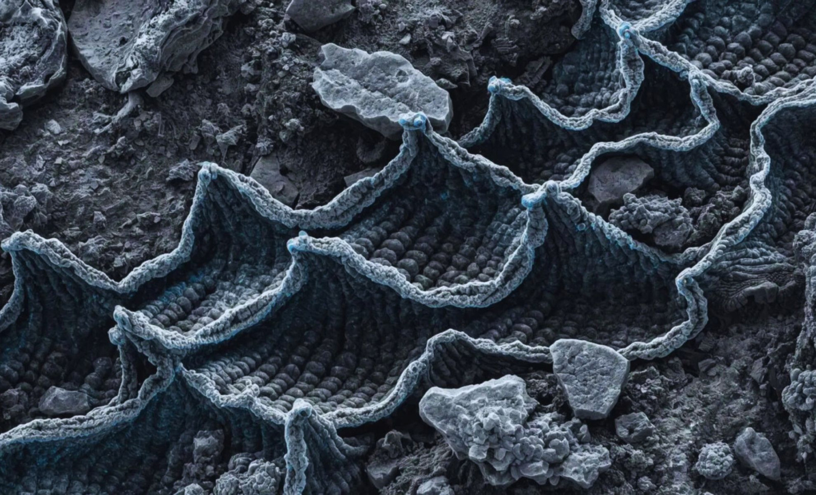 Discovery of 97-Million-Year-Old Magnetic Fossil Sheds Light on Ancient Ocean Navigator 