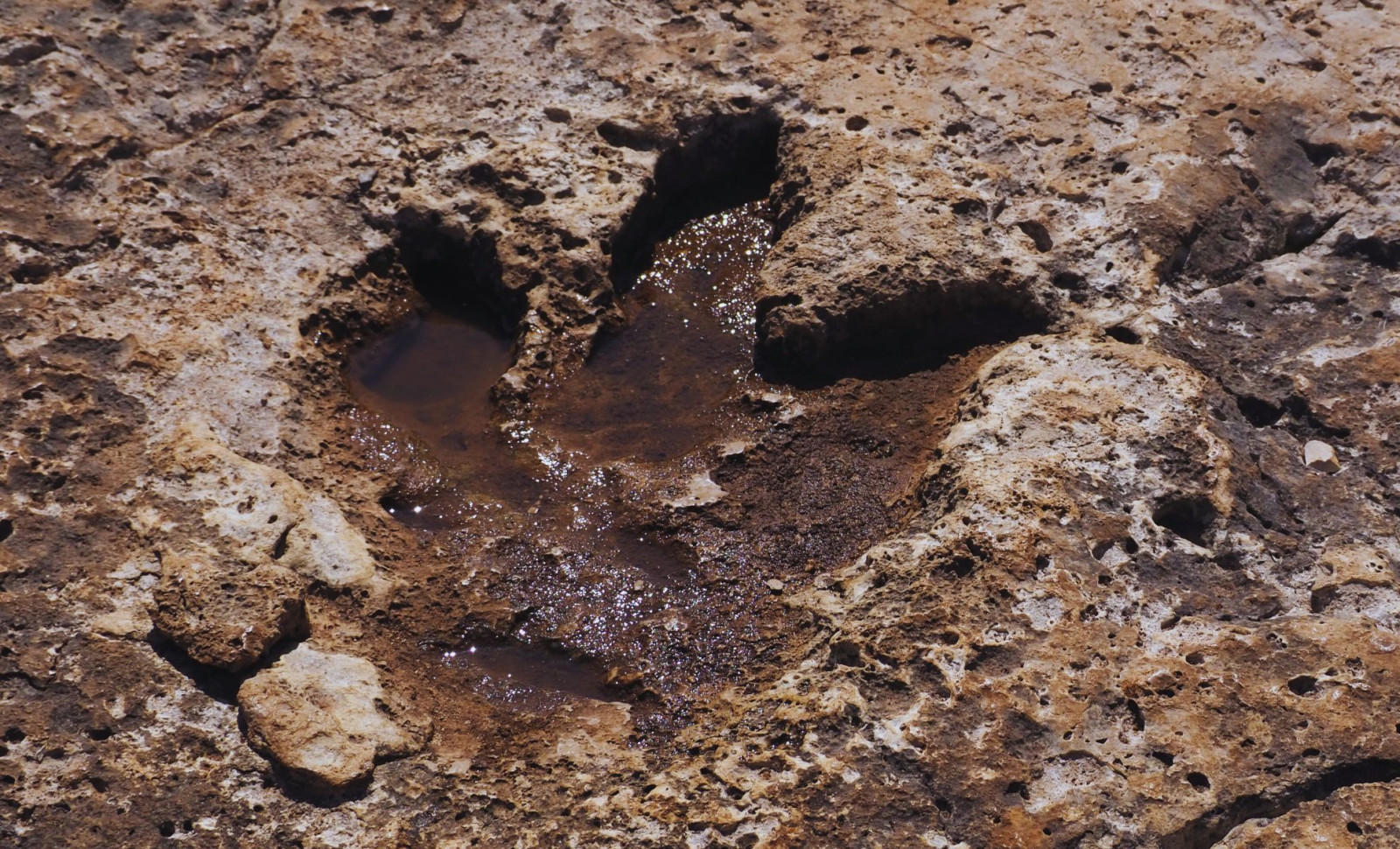 Texas Flood Cleanup Reveals Fifteen Ancient Dinosaur Footprints 