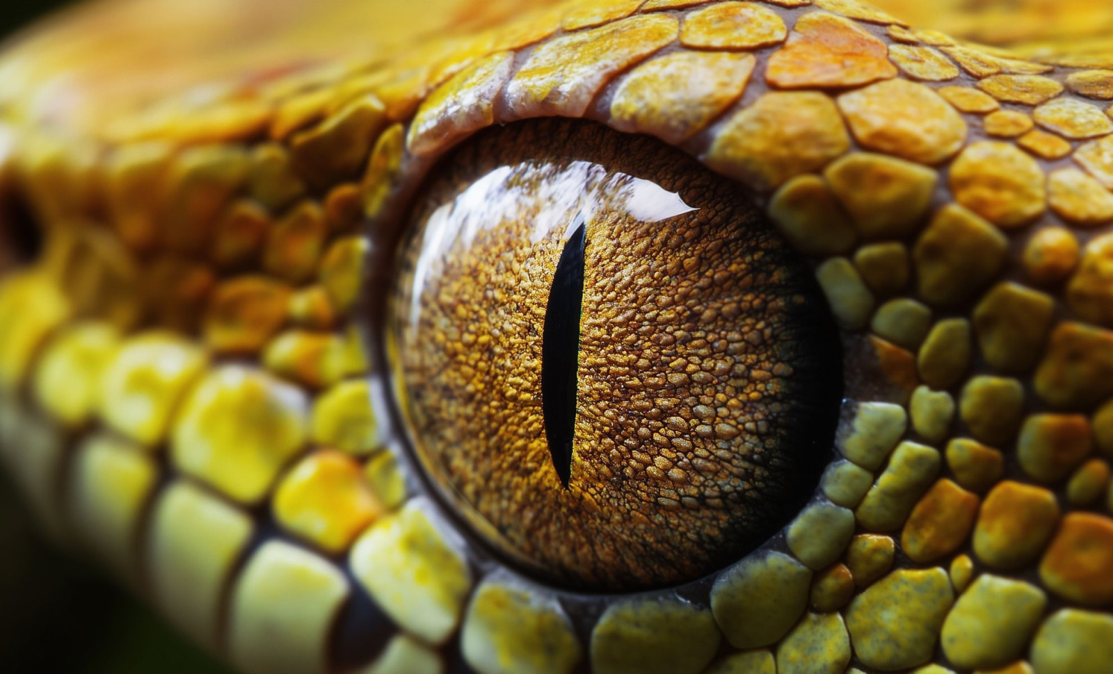 A Snake Survived Nearly Half Its Body Freezing and Came Back to Life 