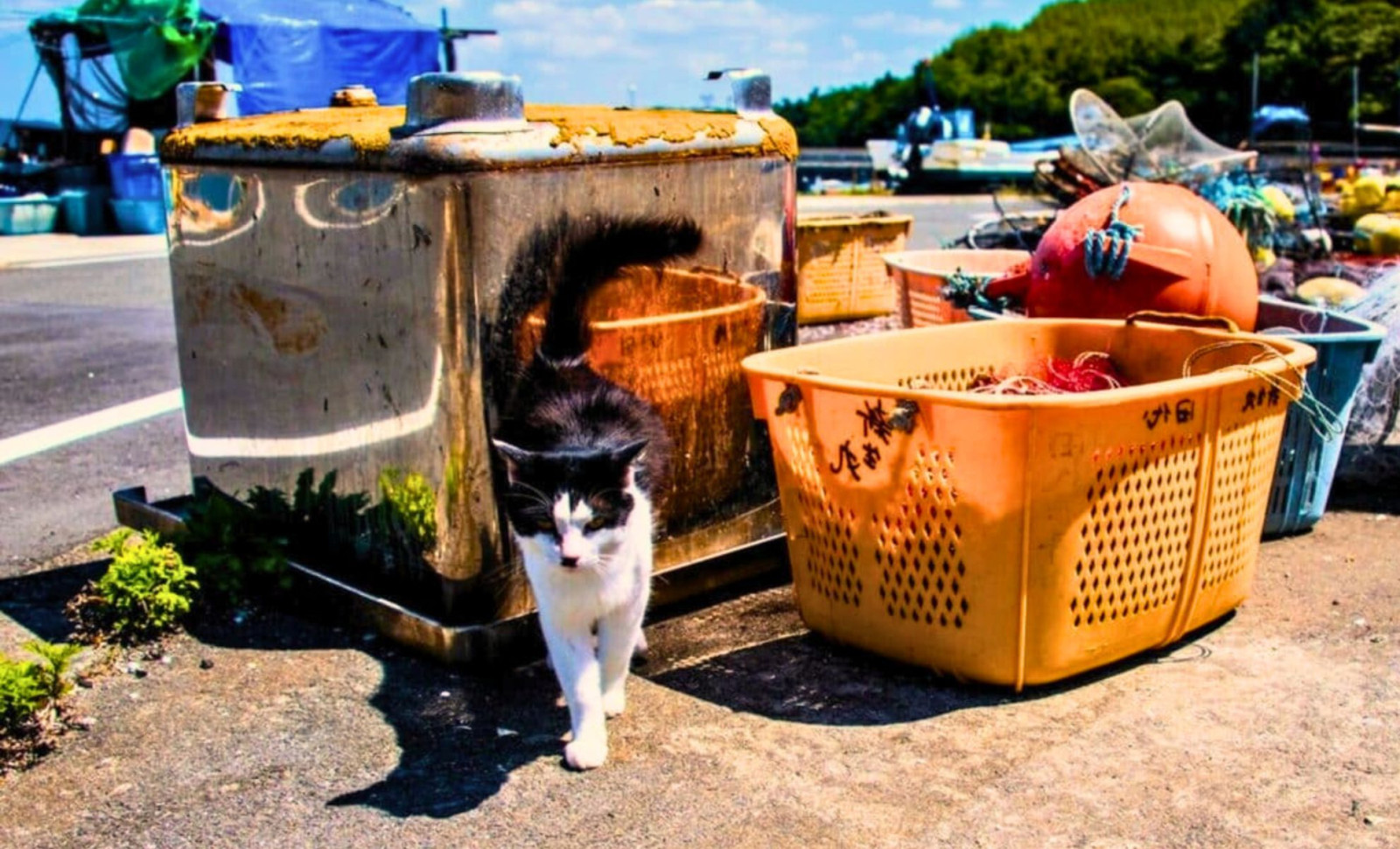 How Eradicating 131 Cats Transformed an Island’s Fragile Ecosystem and Challenged Genetic Assumptions 