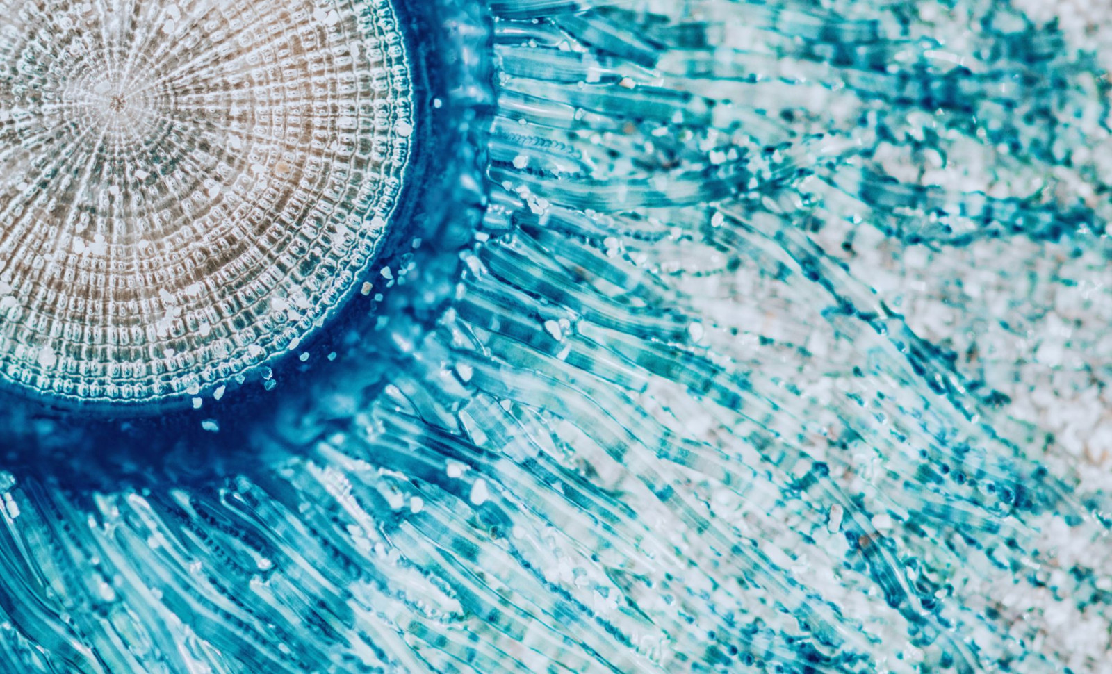 Discovering the Enigmatic Blue Button Jelly: Ocean’s Unusual Drifter 