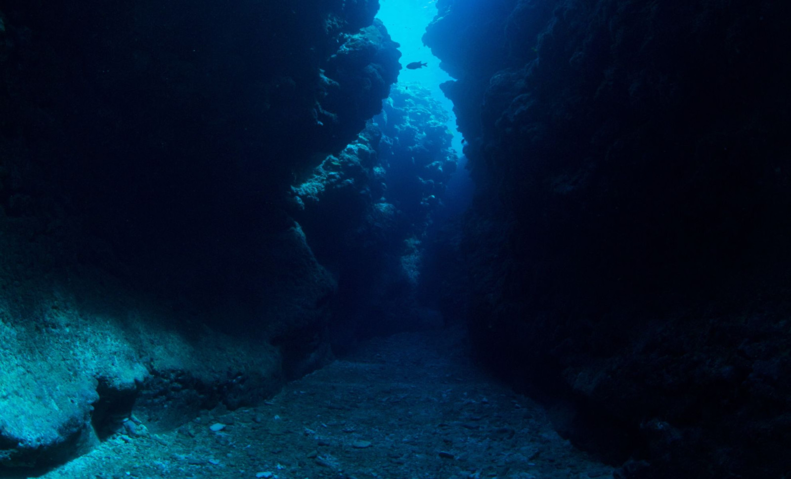 Deep Ocean Discovery: Gigantic Megalodon Tooth Found Over 10,000 Feet Underwater 