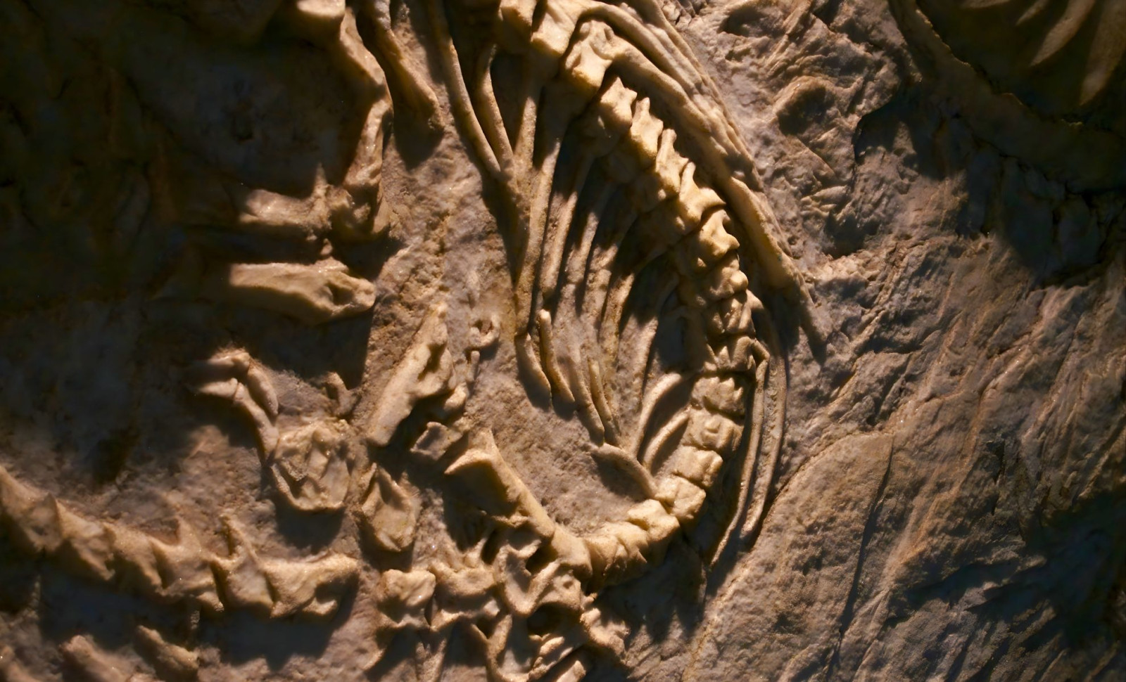Ancient Shark Larger Than a Boat Discovered in Peru, Related to Great Whites 