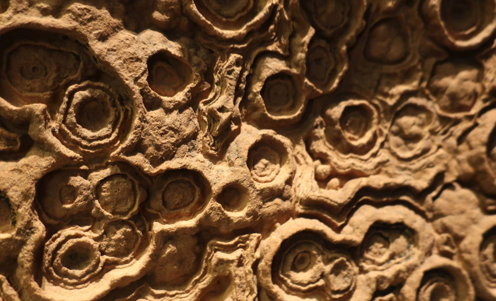 How Ancient Clay Minerals Preserved the Most Unusual Fossils from Half a Billion Years Ago 
