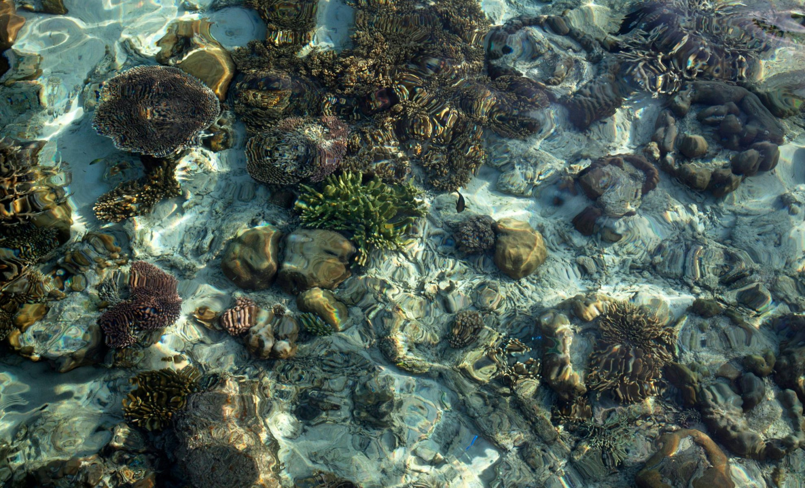 Remarkable Fossil Site Reveals Ocean Life Recovery After Ancient Extinction 