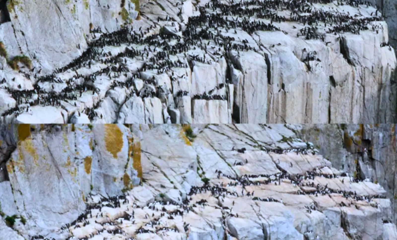 Marine Heatwave Triggers Record Seabird Mass Mortality in Alaska 